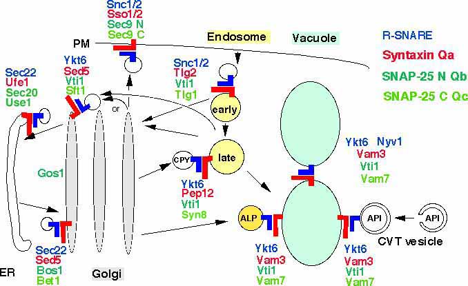 Vti1p SNARE complexes in yeast