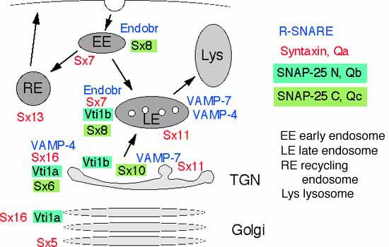 Vti1a and vti1b SNARE complexes in mammals