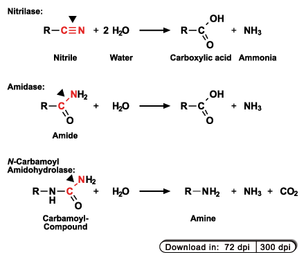 C-N hydrolase reactions