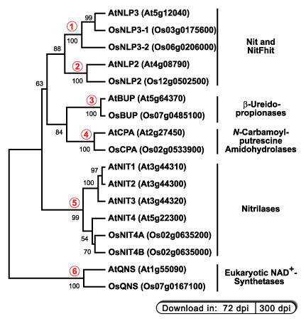 C-N hydrolase tree