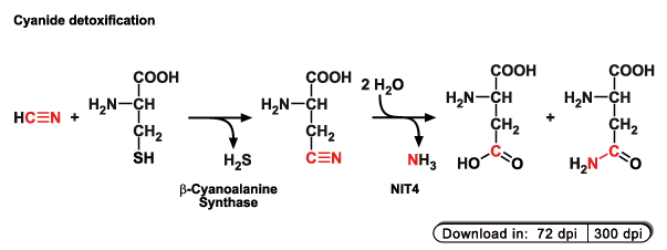Mechanism of cyanide detoxification in plants