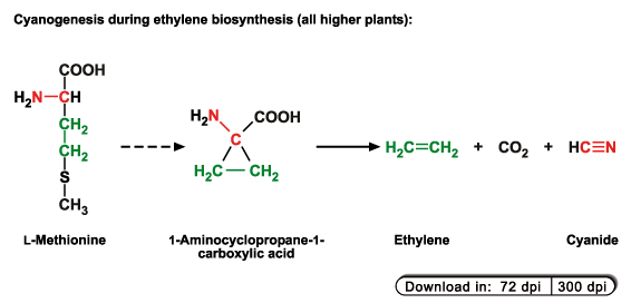 Cyanogenesis during ethylene biosynthesis