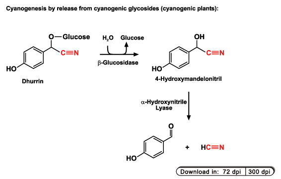 Cyanogenesis from cyanogenic glycosides