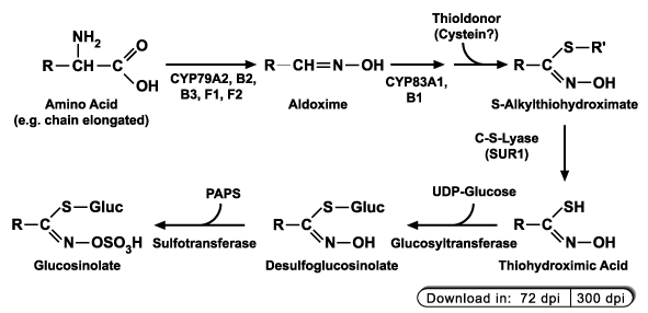 Biosynthesis of glucosinolates