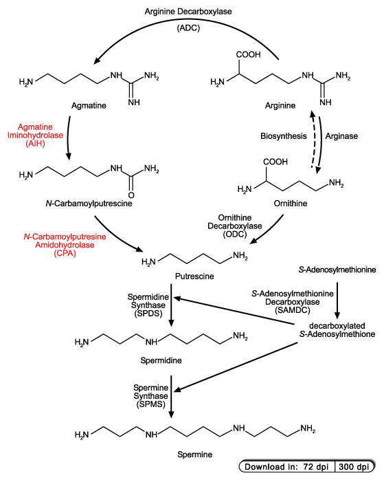 Biosynthesis of polyamines