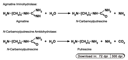 Reactions catalyzed by agmatine iminohydrolase and N-carbabmoylputrescine amidohydrolase