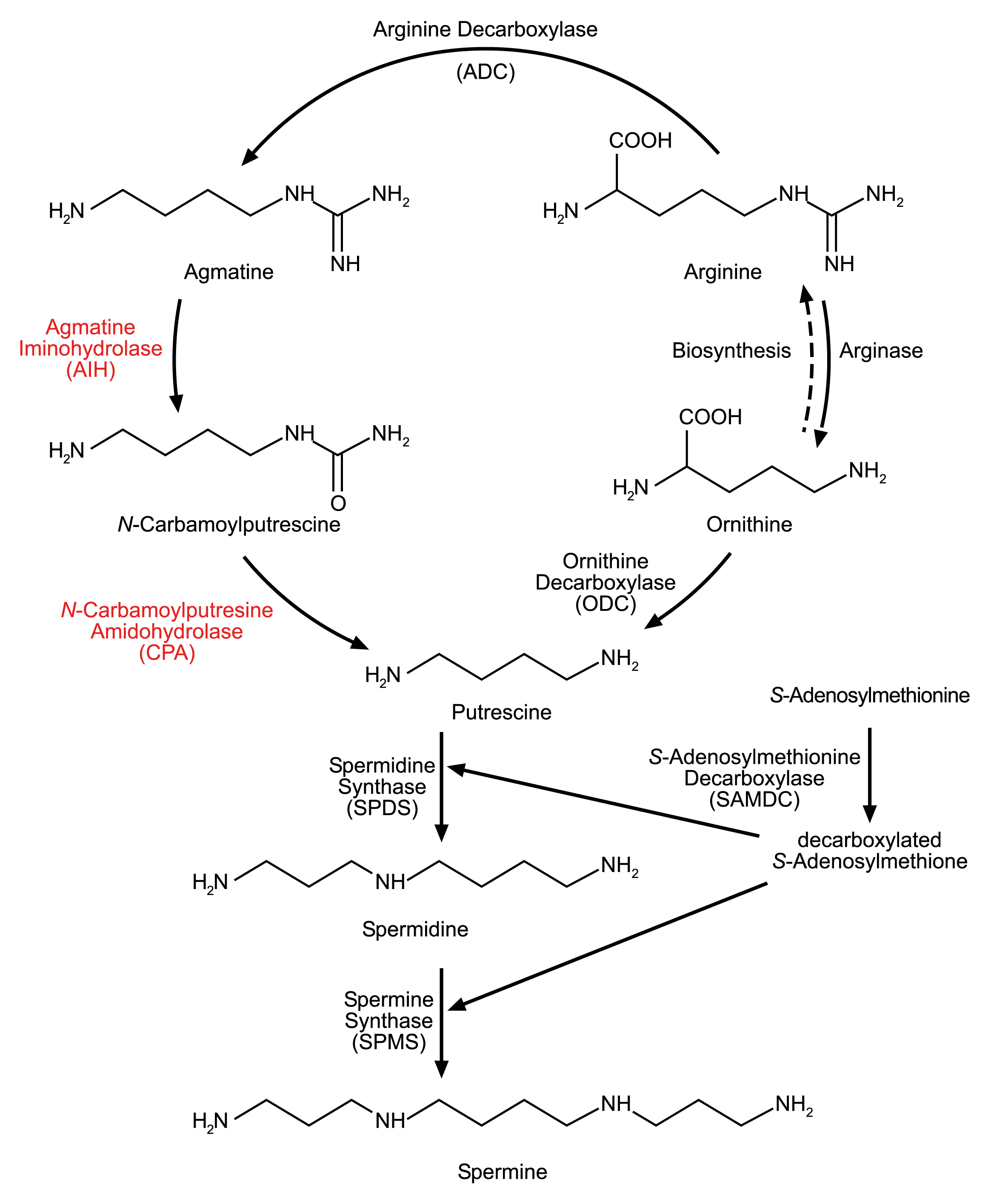 Polyamine Biosynthesis