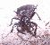 klicken Sie hier f�r gr��ere Version (50,7 kb)