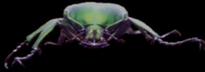 Dicranorrhina micans