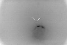 Venus am 29.03.2001 (gesamtes Negativ)