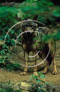 Iberian Wolf (Canis lupus signatus). Adult with  fur of winter among the vegetation     / 1.6-1390