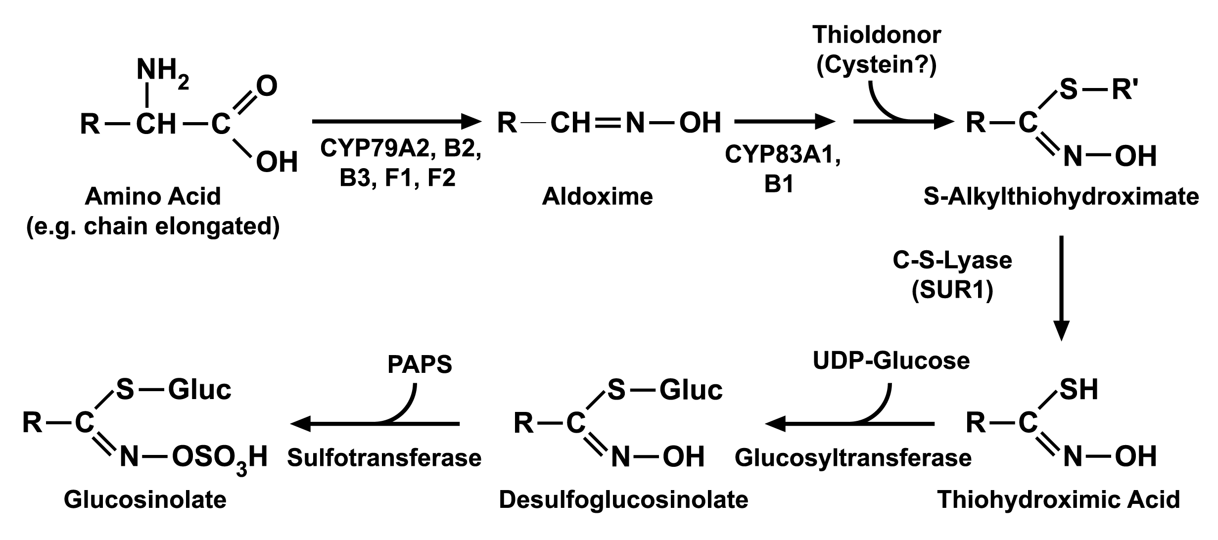 Glucosinolate Biosynthesis