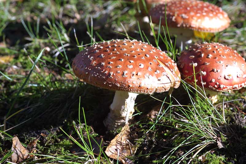Fly agaric