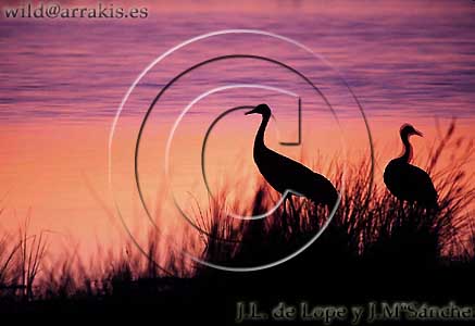 Two Cranes (Grus grus) at dusk in their sleeping area. Lac du Der Chantecoq. FRANCE                               /1.5-5132