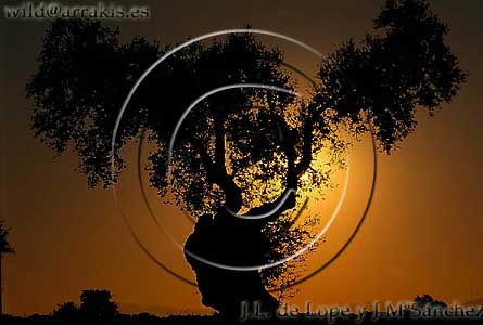Holmoak (Quercus ilex) against the sunset. Extremadura. SPAIN                                                                              / 3-284