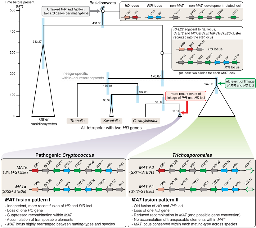 model for mating type evolution