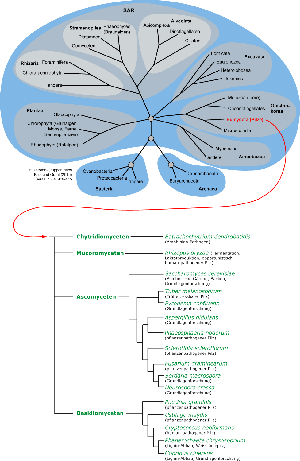 Fungal phylogeny