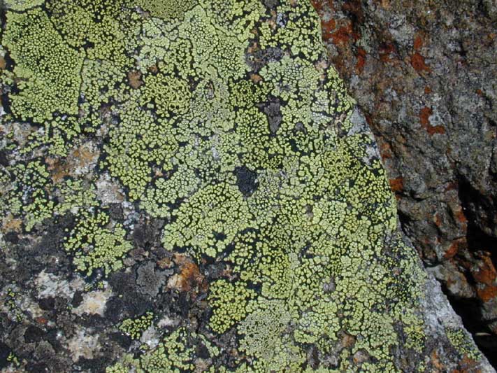 Lichen