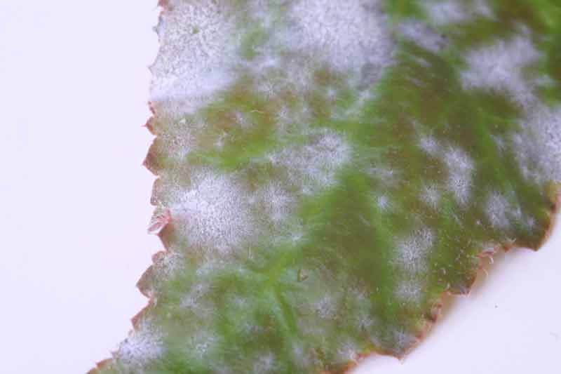 Mildew