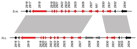 Polyketide biosynthesis cluster