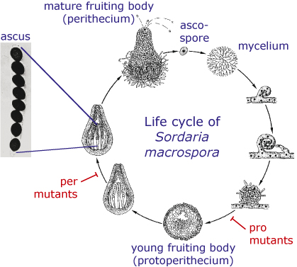 Sordaria life cycle